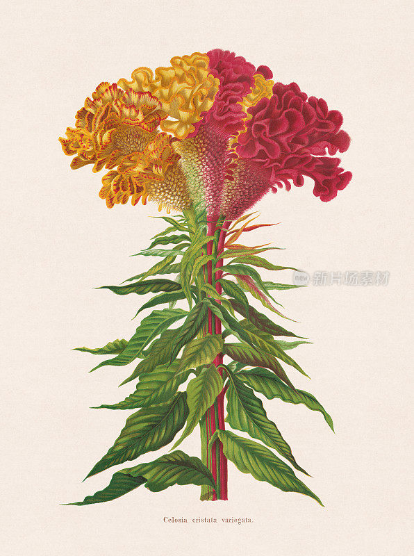 鸡冠花(Celosia argenttea var. cristata)，彩色版画，出版于1873年